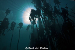 Kelp forest, with visibility of even the clouds overhead by Peet Van Eeden 